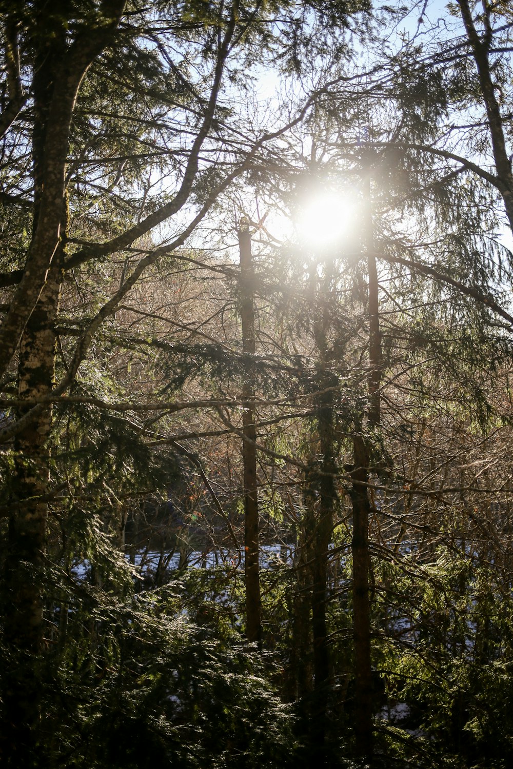 the sun shines through the trees in the forest