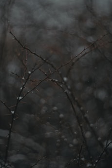 a blurry photo of a tree branch in the snow