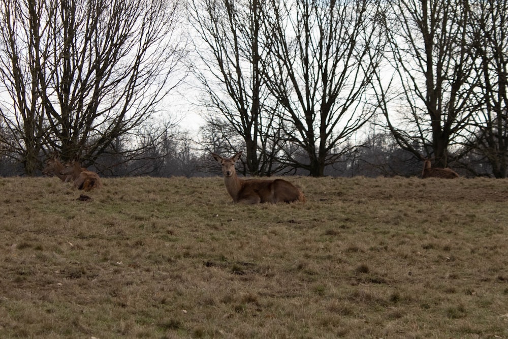 a couple of deer standing on top of a grass covered field
