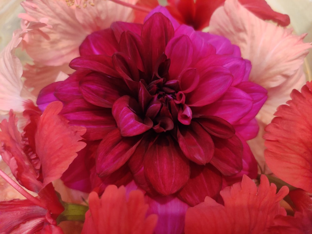 a close up of a pink and red flower