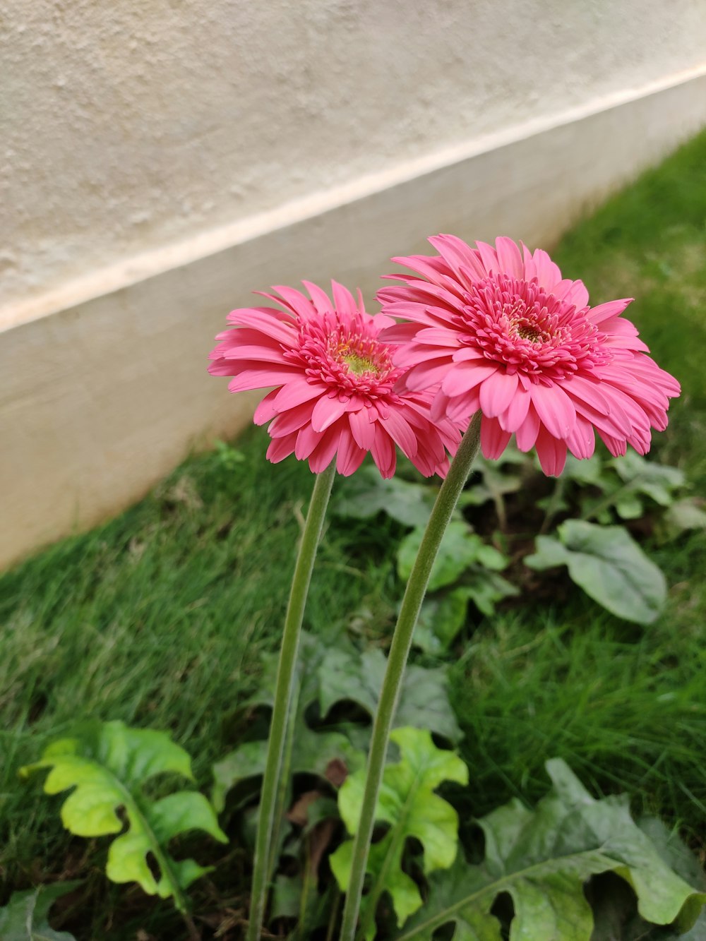 a couple of pink flowers sitting on top of a lush green field