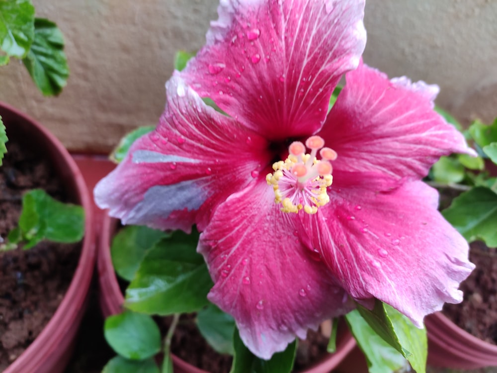 a close up of a pink flower in a pot