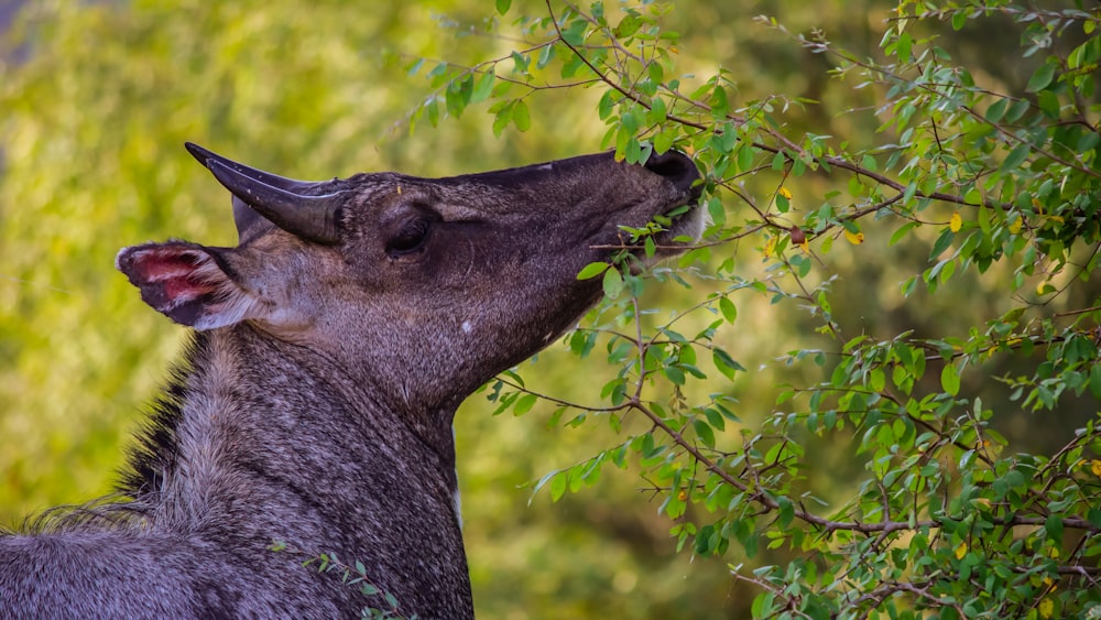 a deer with its mouth open standing next to a tree