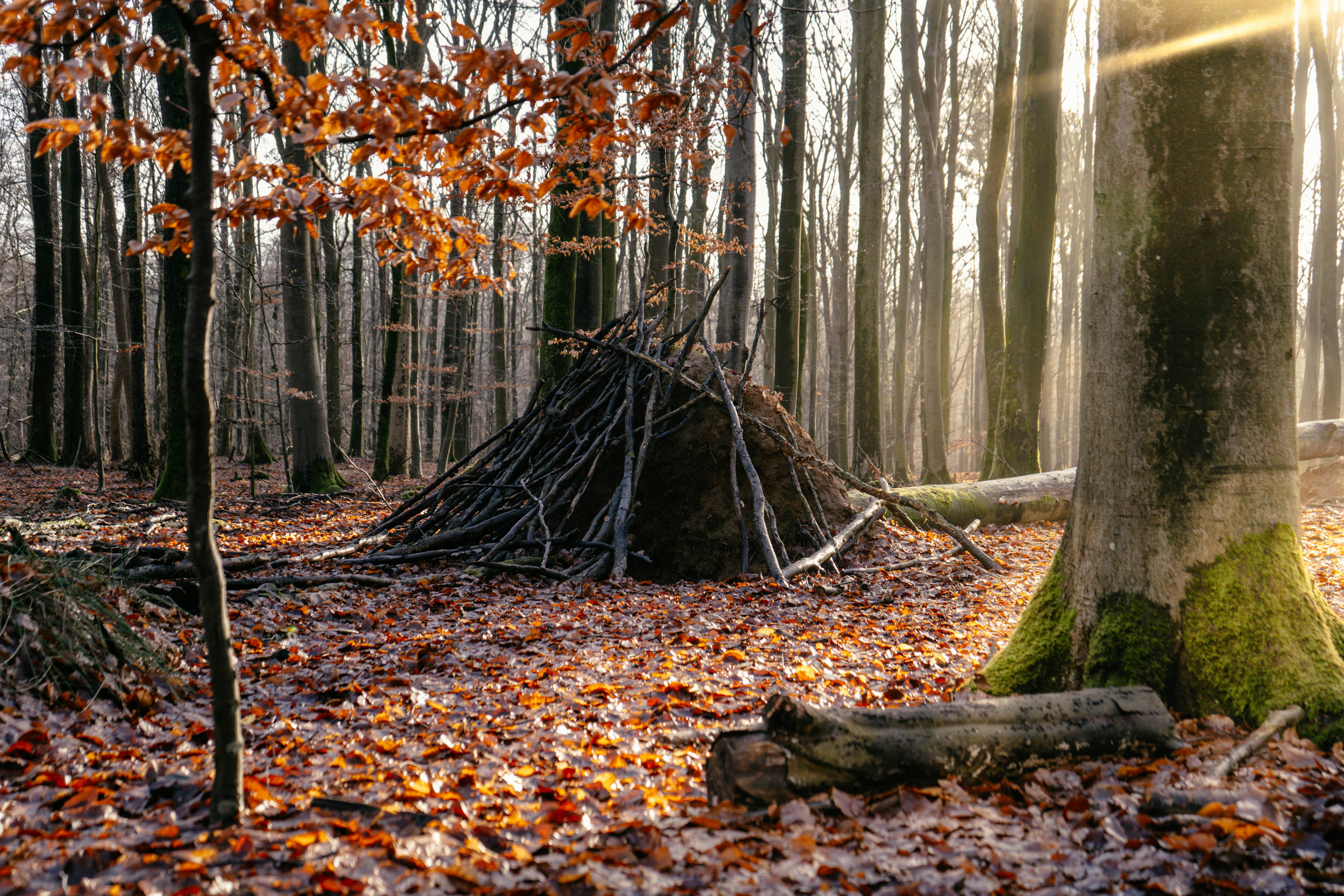 Survival skills