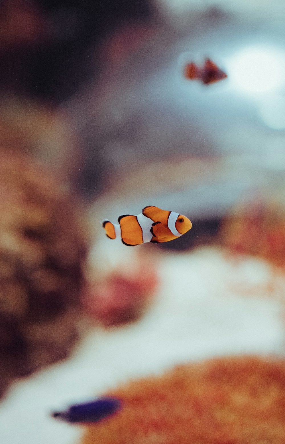 an orange and white clown fish swimming in an aquarium