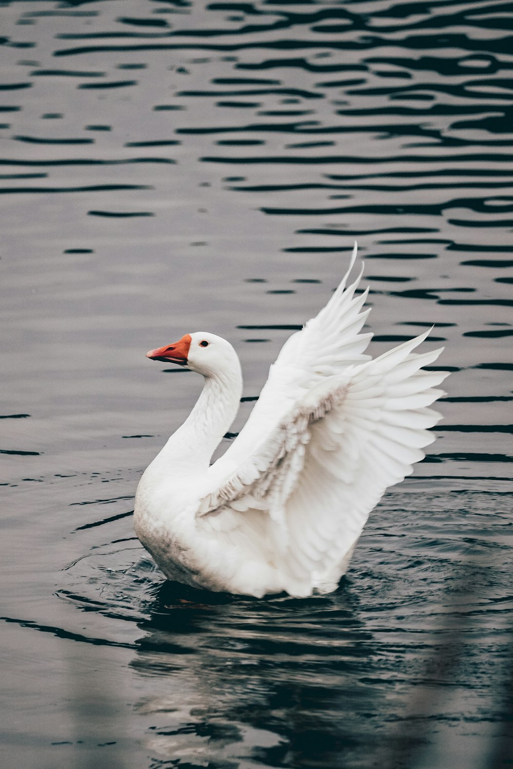 a white bird with its wings spread out in the water