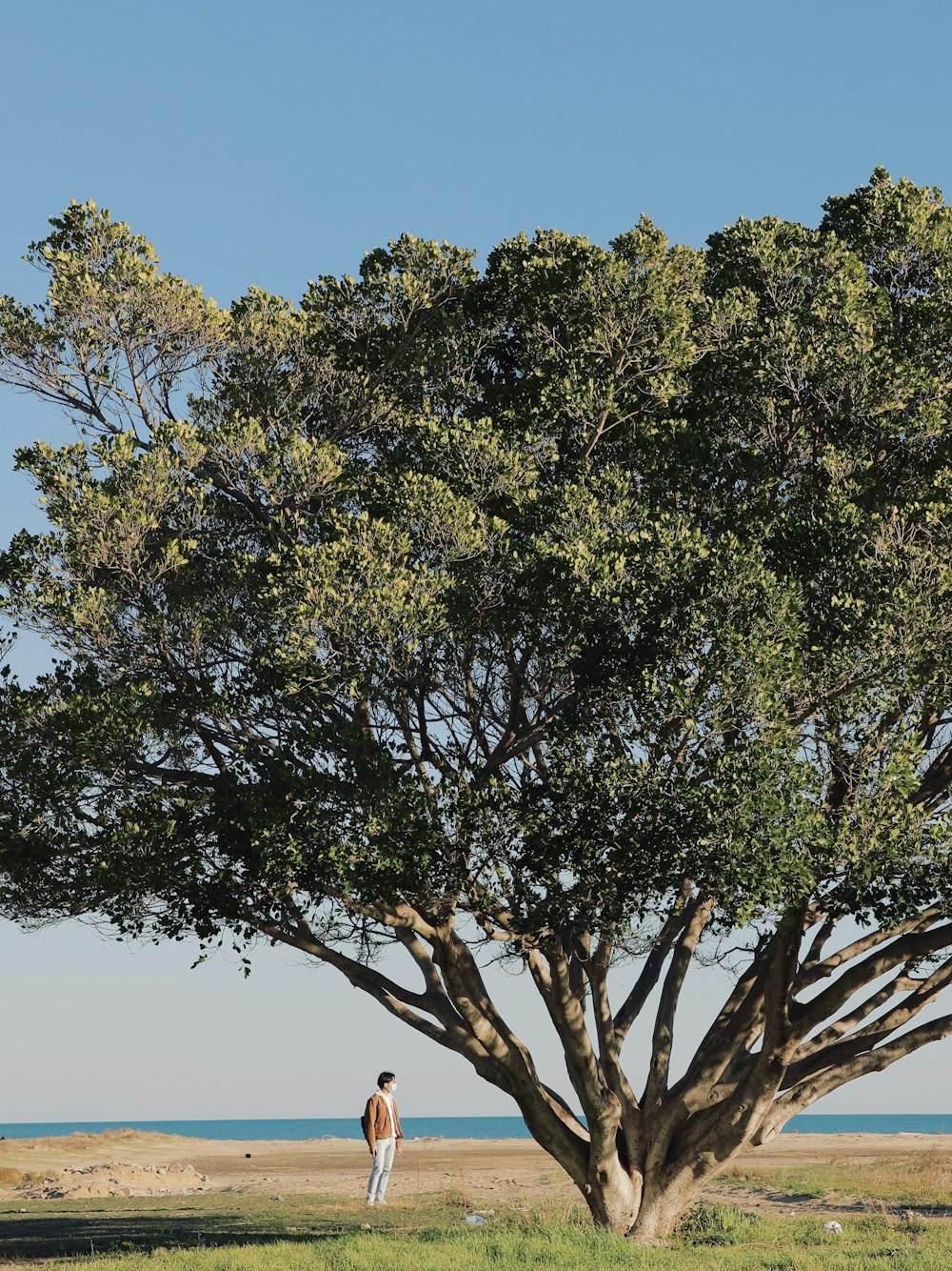 a man standing in front of a large tree