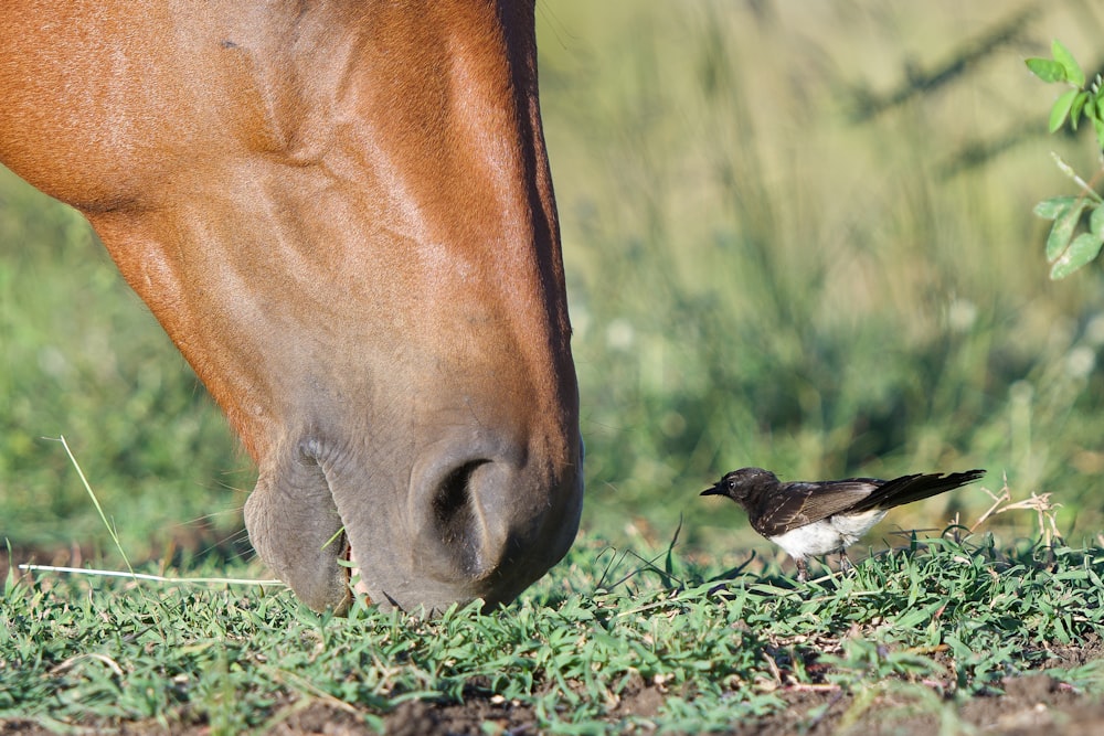 Un cavallo marrone che mangia erba accanto a un uccello marrone e bianco