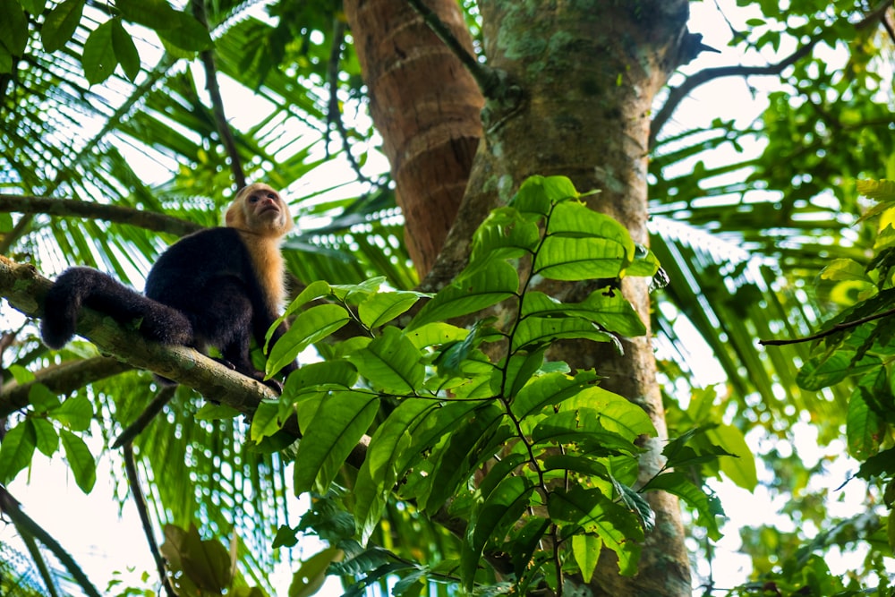 a monkey is sitting on a tree branch