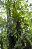 Dense jungle landscape with subtle sunlight filtering through leaves.