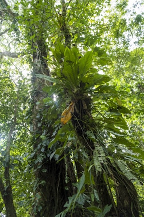 Dense jungle landscape with subtle sunlight filtering through leaves.