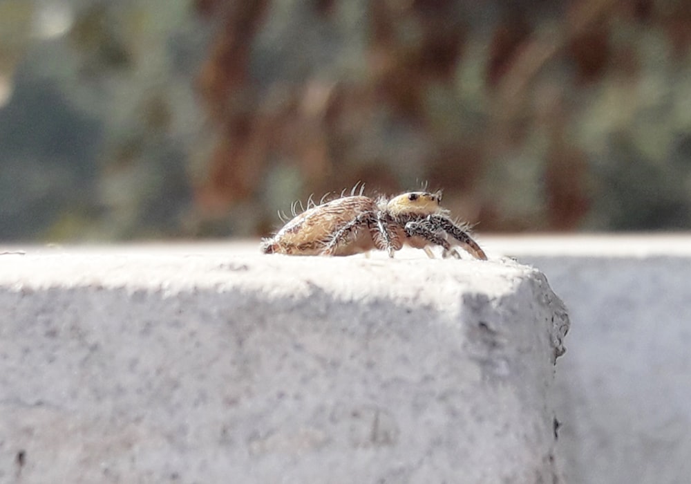 uma aranha sentada em cima de uma parede de cimento
