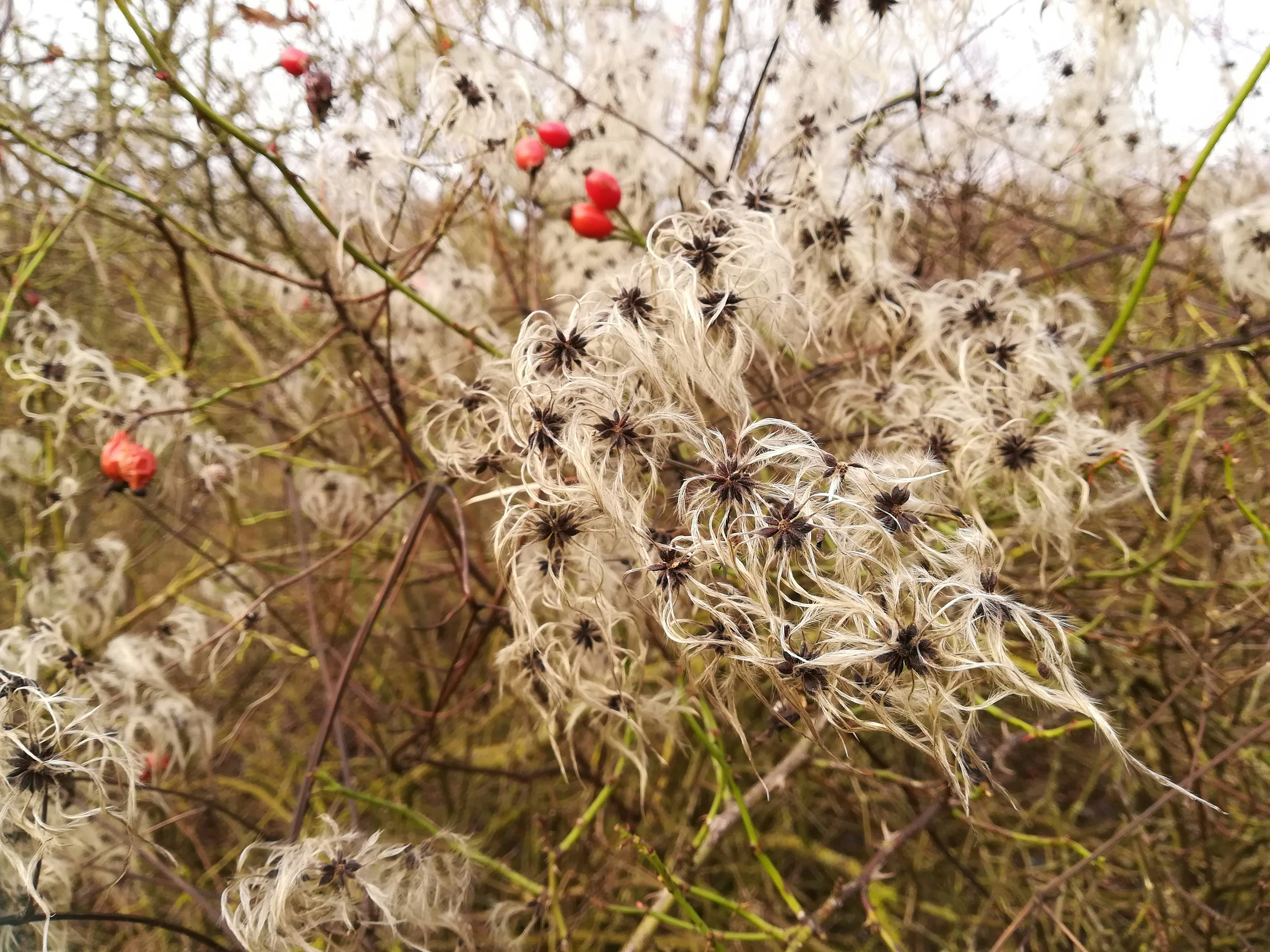 a bunch of flowers that are in the grass