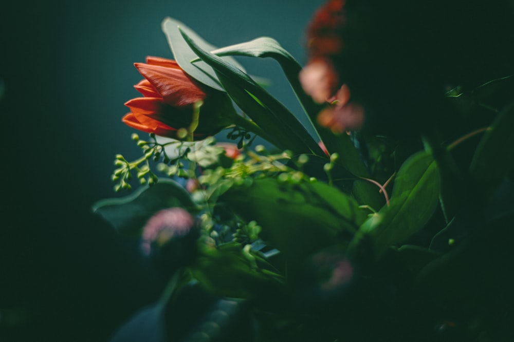 a close up of a bouquet of flowers