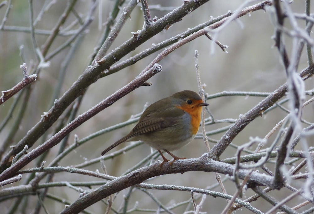 Un piccolo uccello appollaiato sulla cima di un ramo d'albero