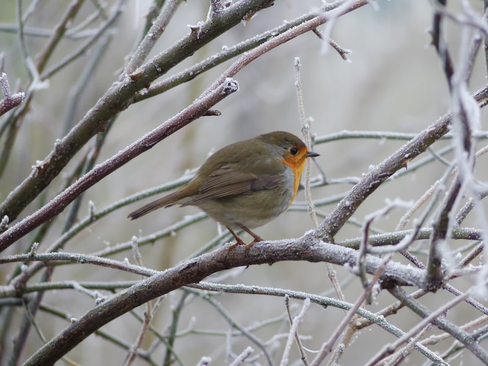 a small bird perched on a tree branch