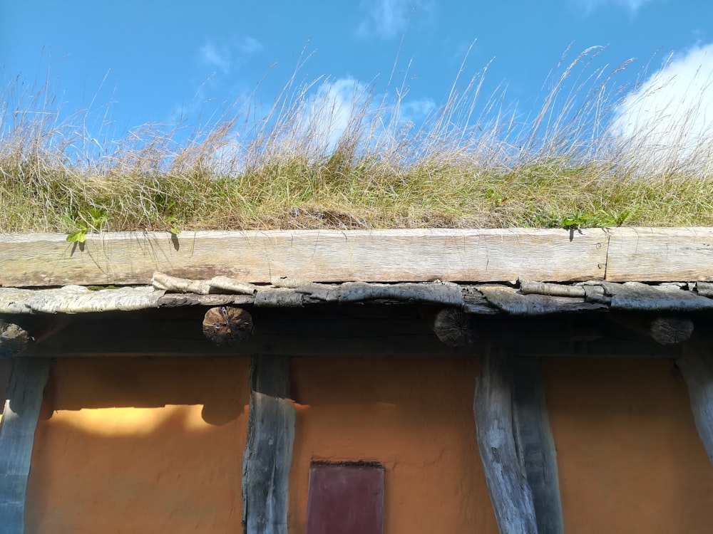 a roof with grass growing on top of it