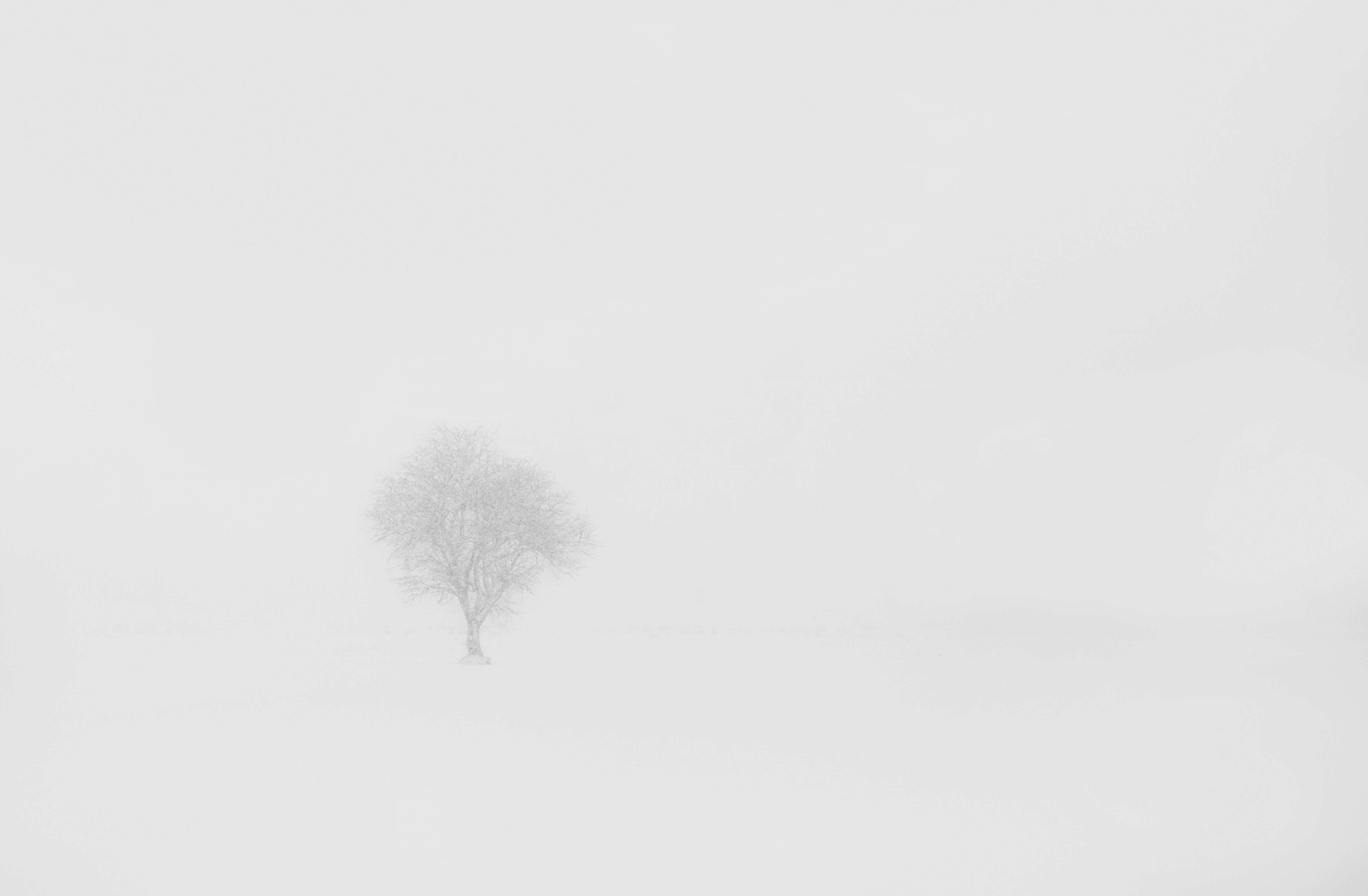 Photo by shahinkhalaji