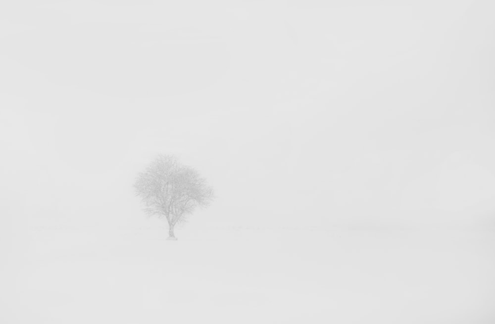 a lone tree in the middle of a foggy field