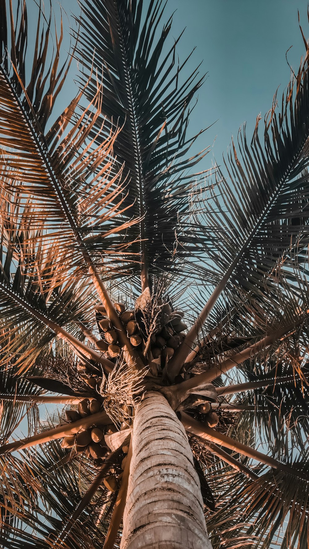 a tall palm tree with lots of leaves