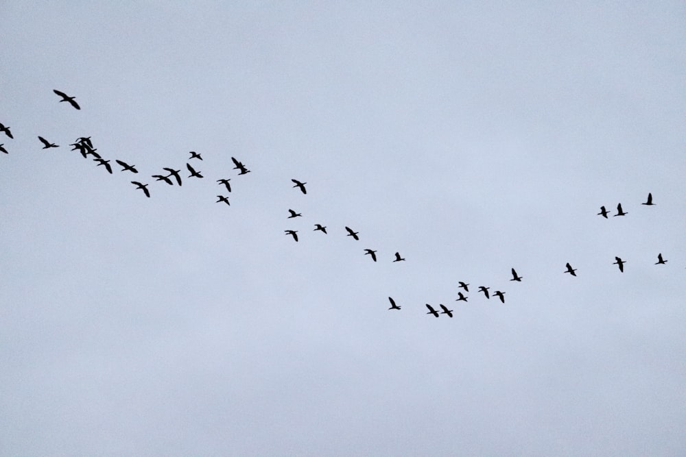 a flock of birds flying through a cloudy sky