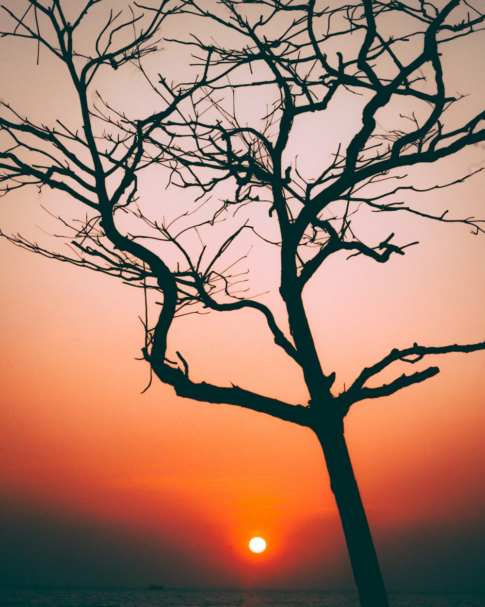 the sun is setting behind a tree with no leaves