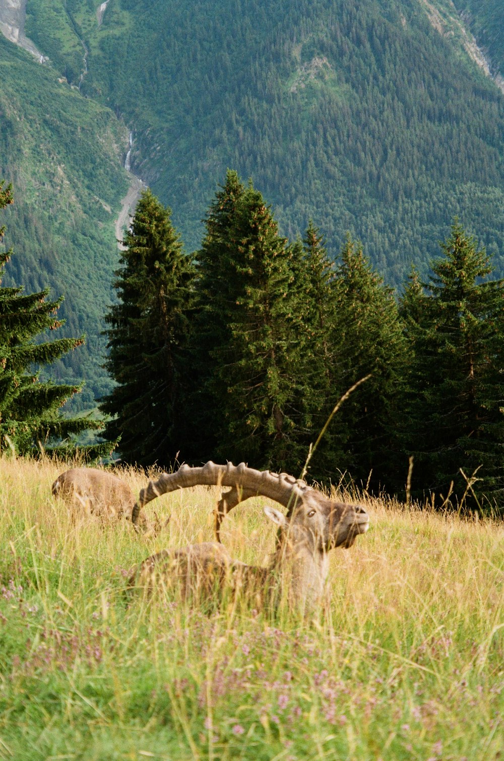 a ram laying down in a field with mountains in the background