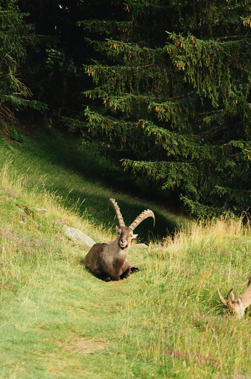 a deer laying down in a grassy field