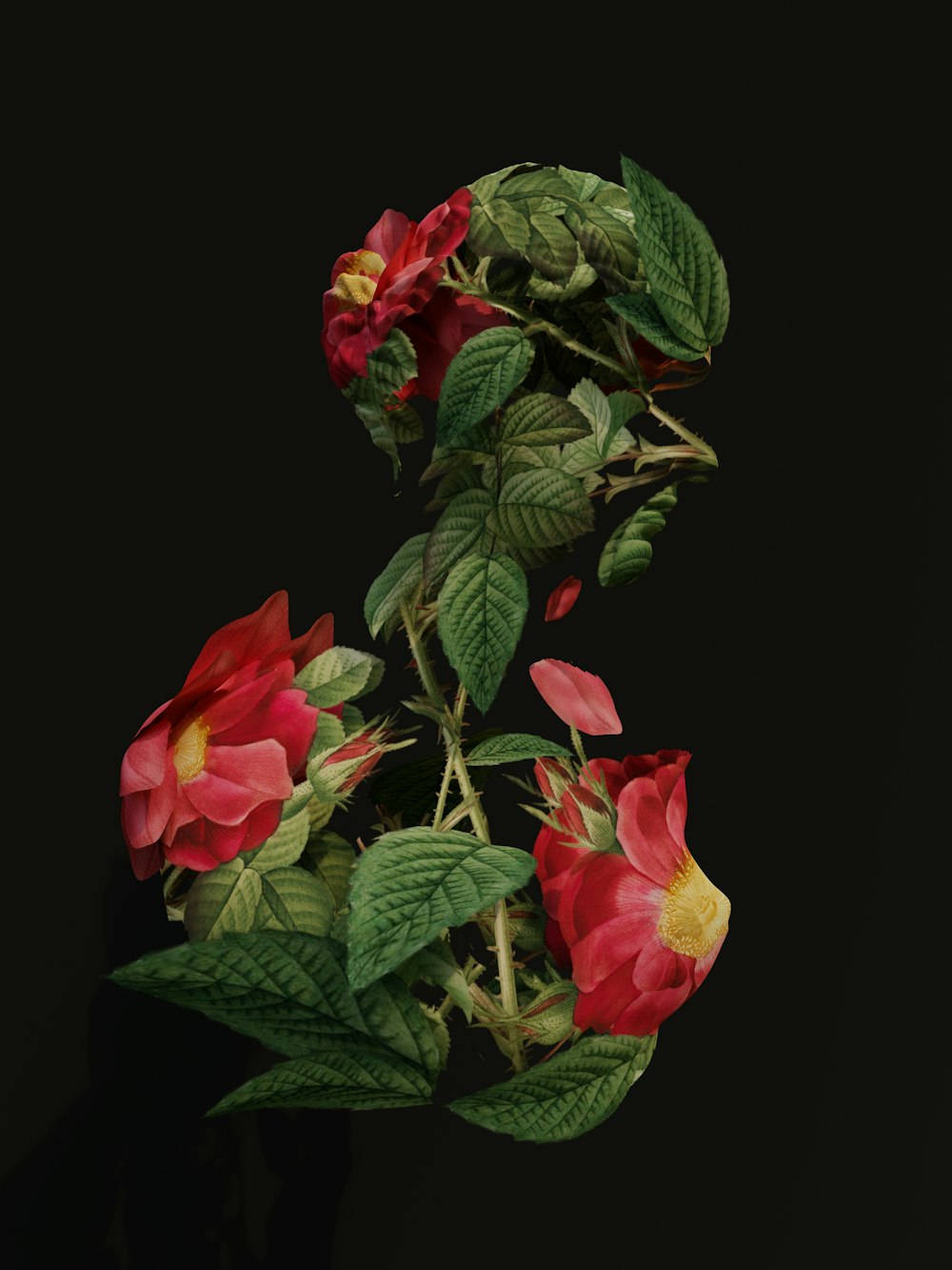 a close up of a bunch of flowers on a black background