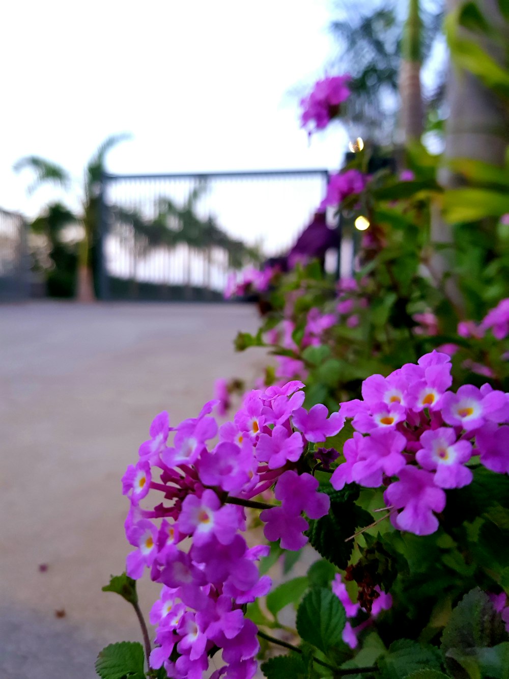 a bunch of purple flowers that are in a planter