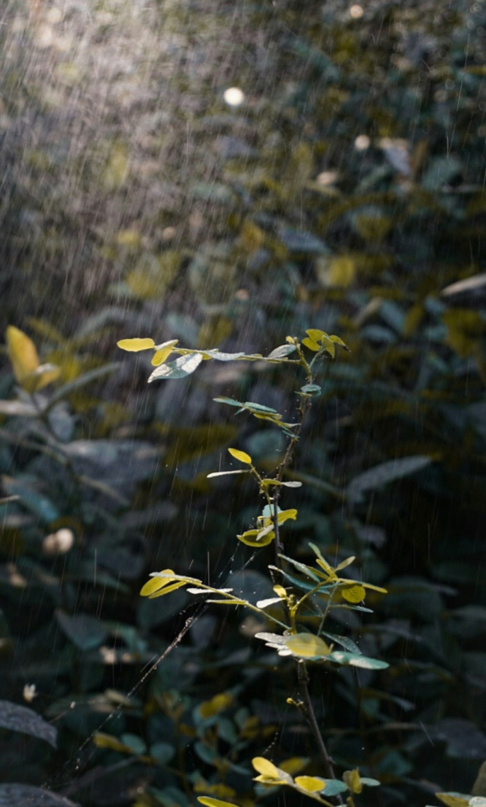 a plant with yellow leaves in the rain
