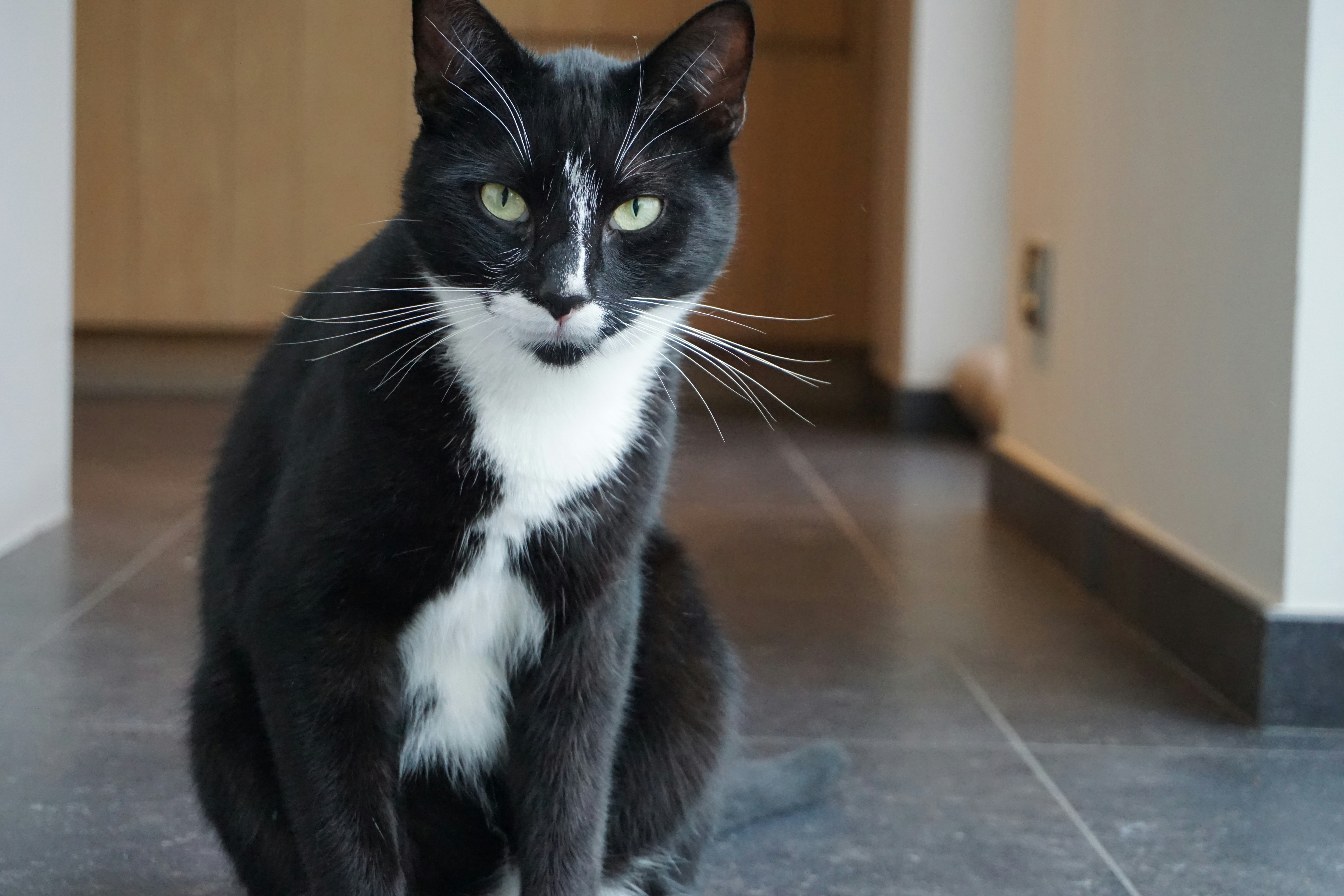 a black and white cat sitting on the floor