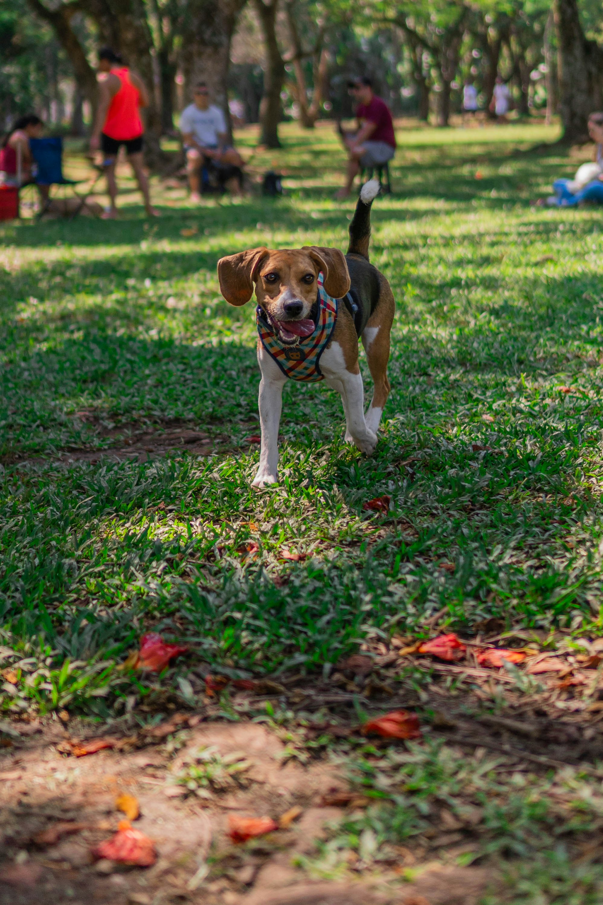 A brown and white dog standing on top of a lush green field photo ...