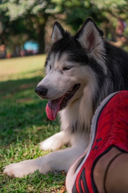A Siberian Husky resting peacefully after a long run in the woods.