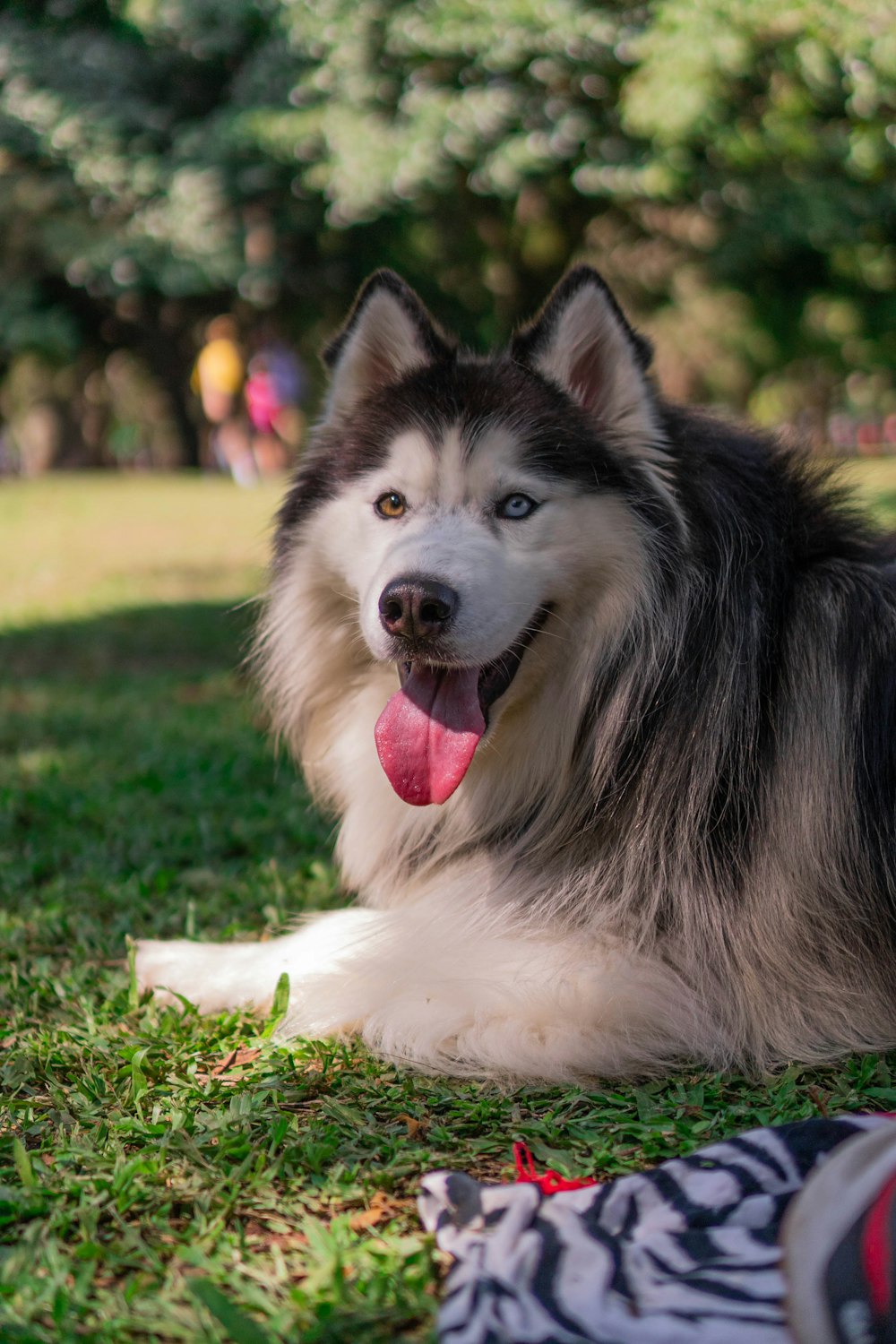 a black and white dog laying on top of a lush green field