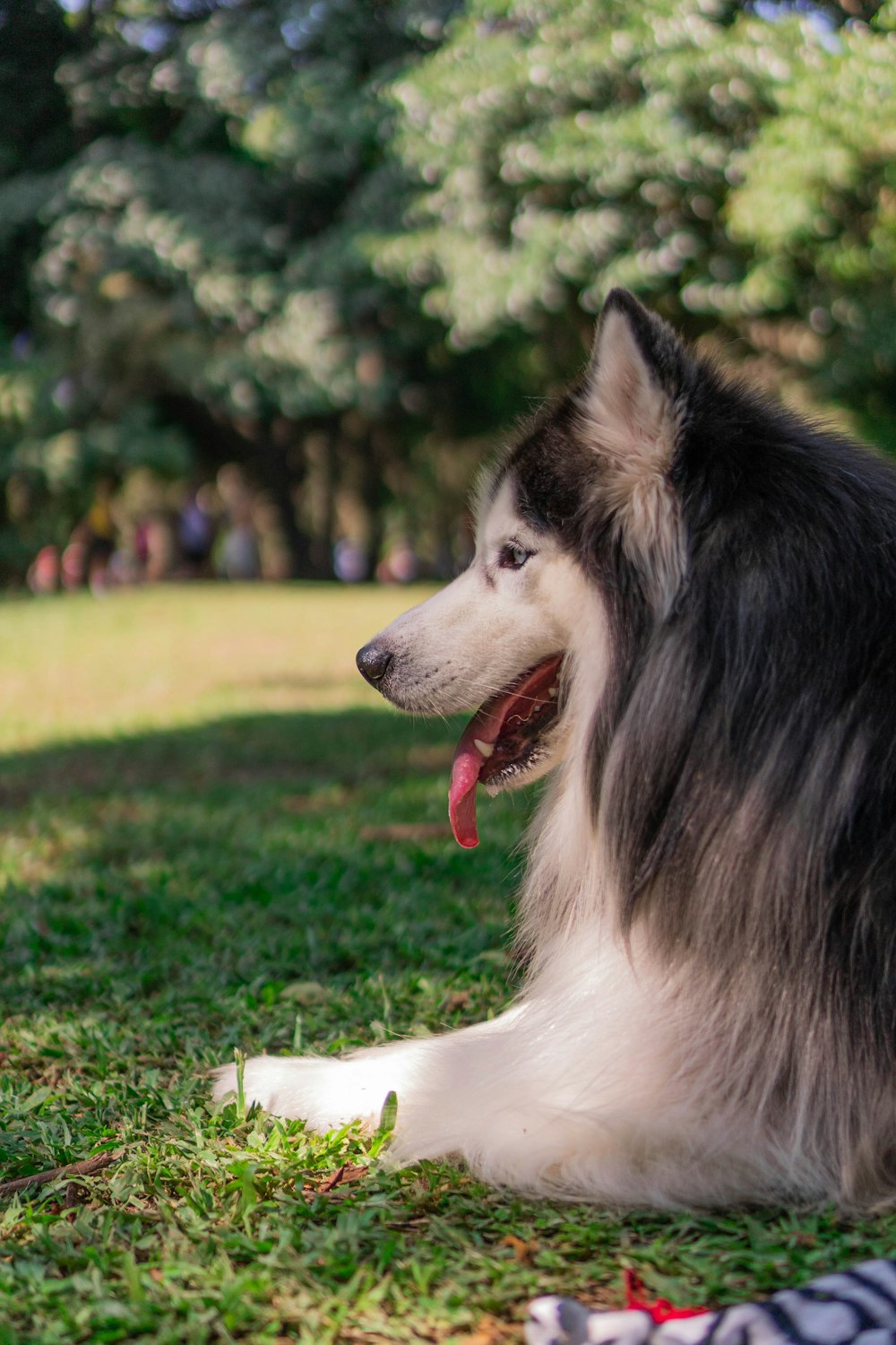 a black and white dog laying on top of a lush green field