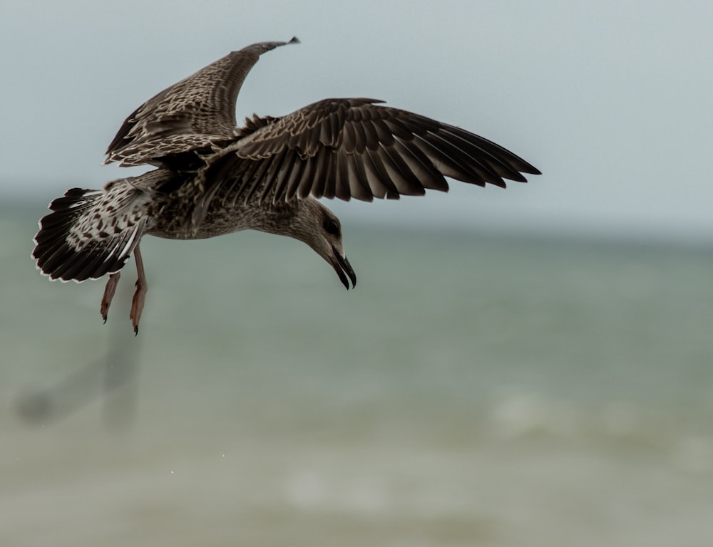 a bird flying over the ocean with it's wings spread