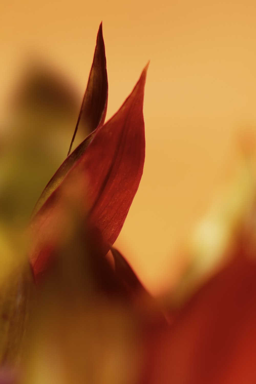 背景がぼやけた赤い花の接写