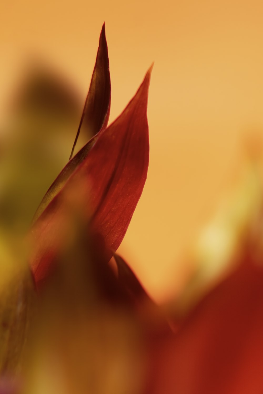 a close up of a red flower with a blurry background