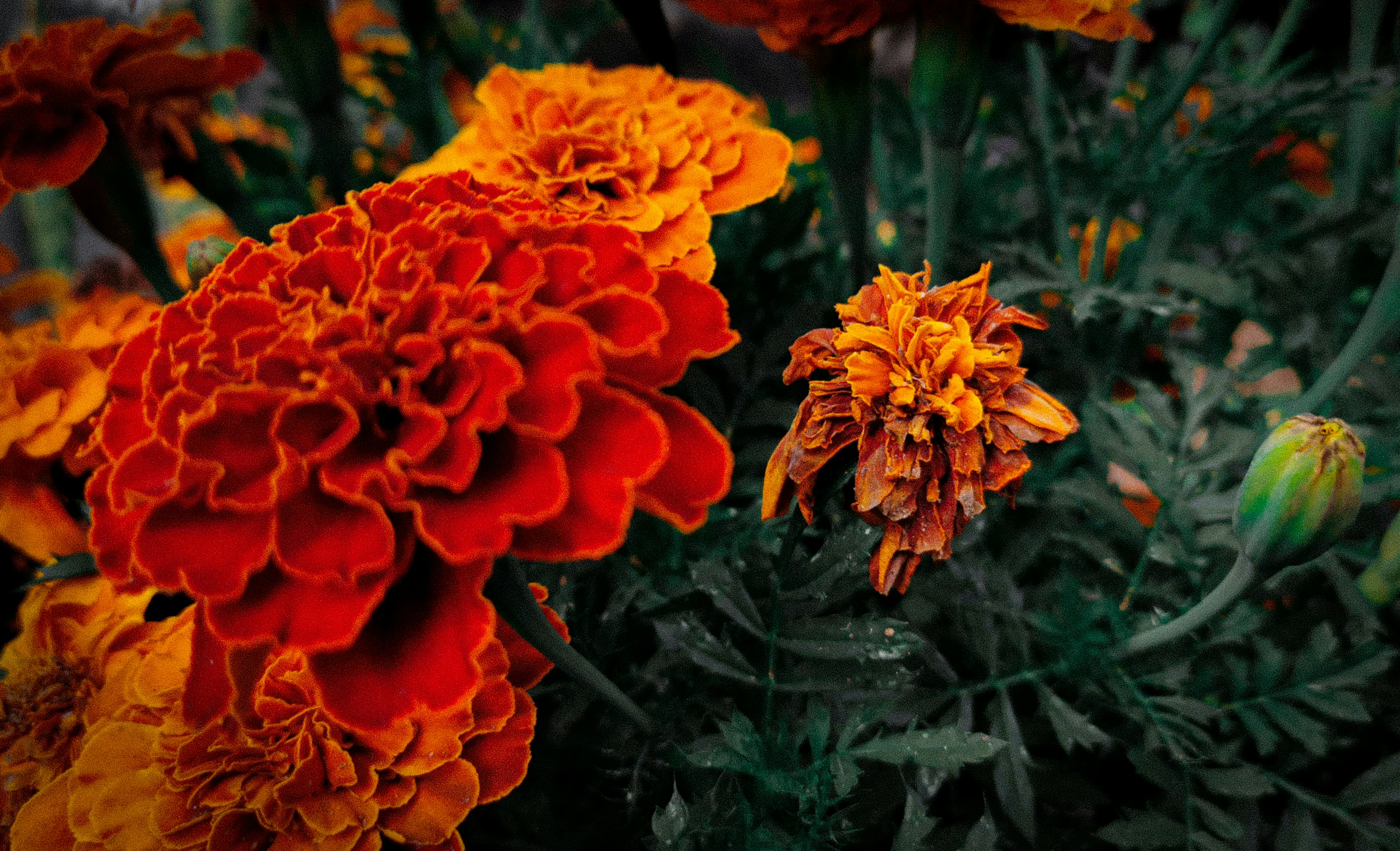 Photo by blissphicpix