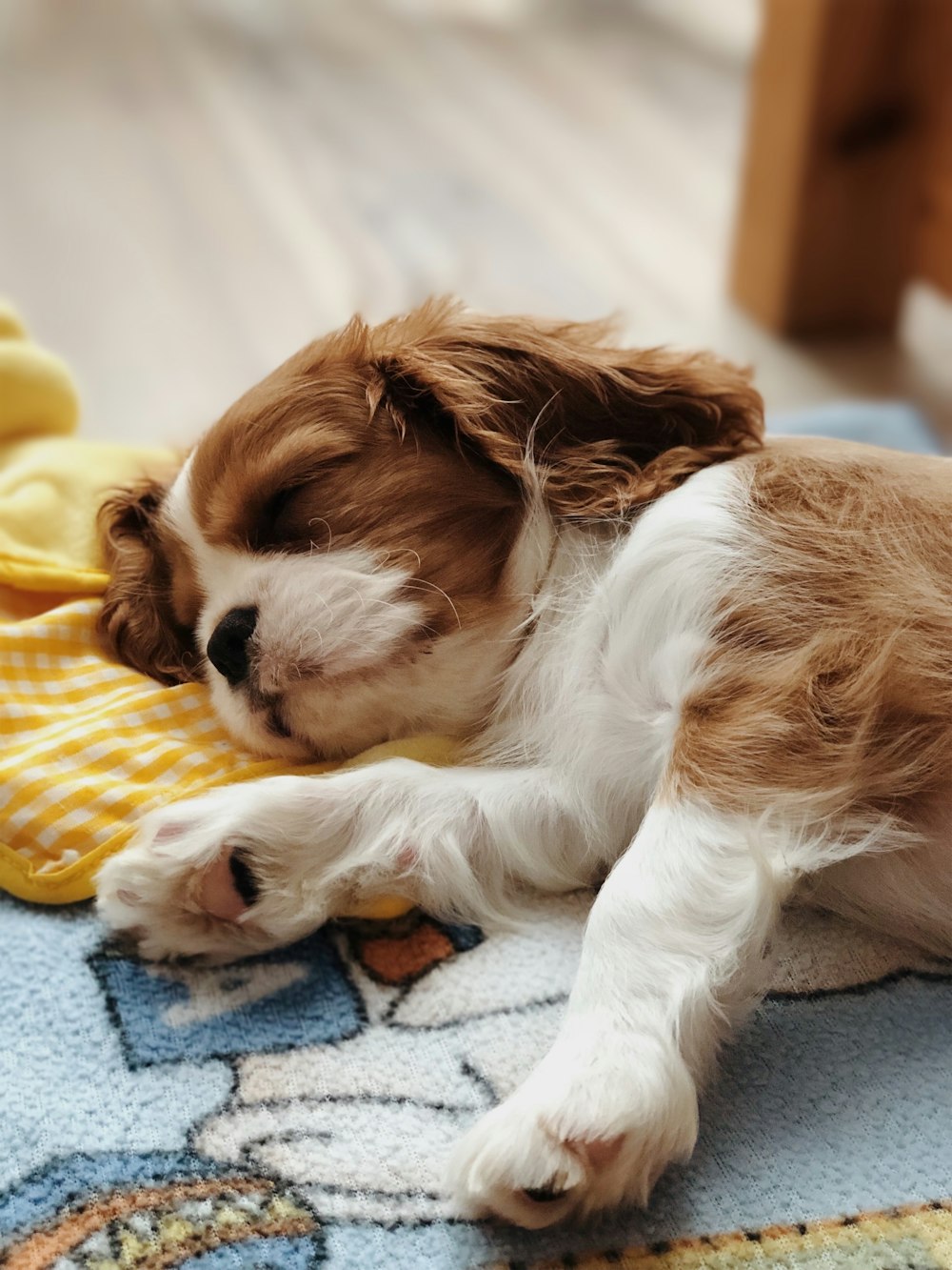 a small brown and white dog laying on a rug