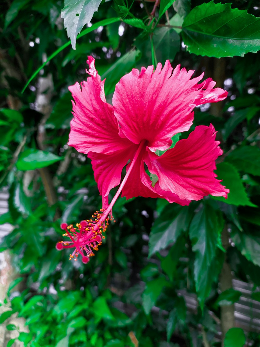 a pink flower with green leaves in the background