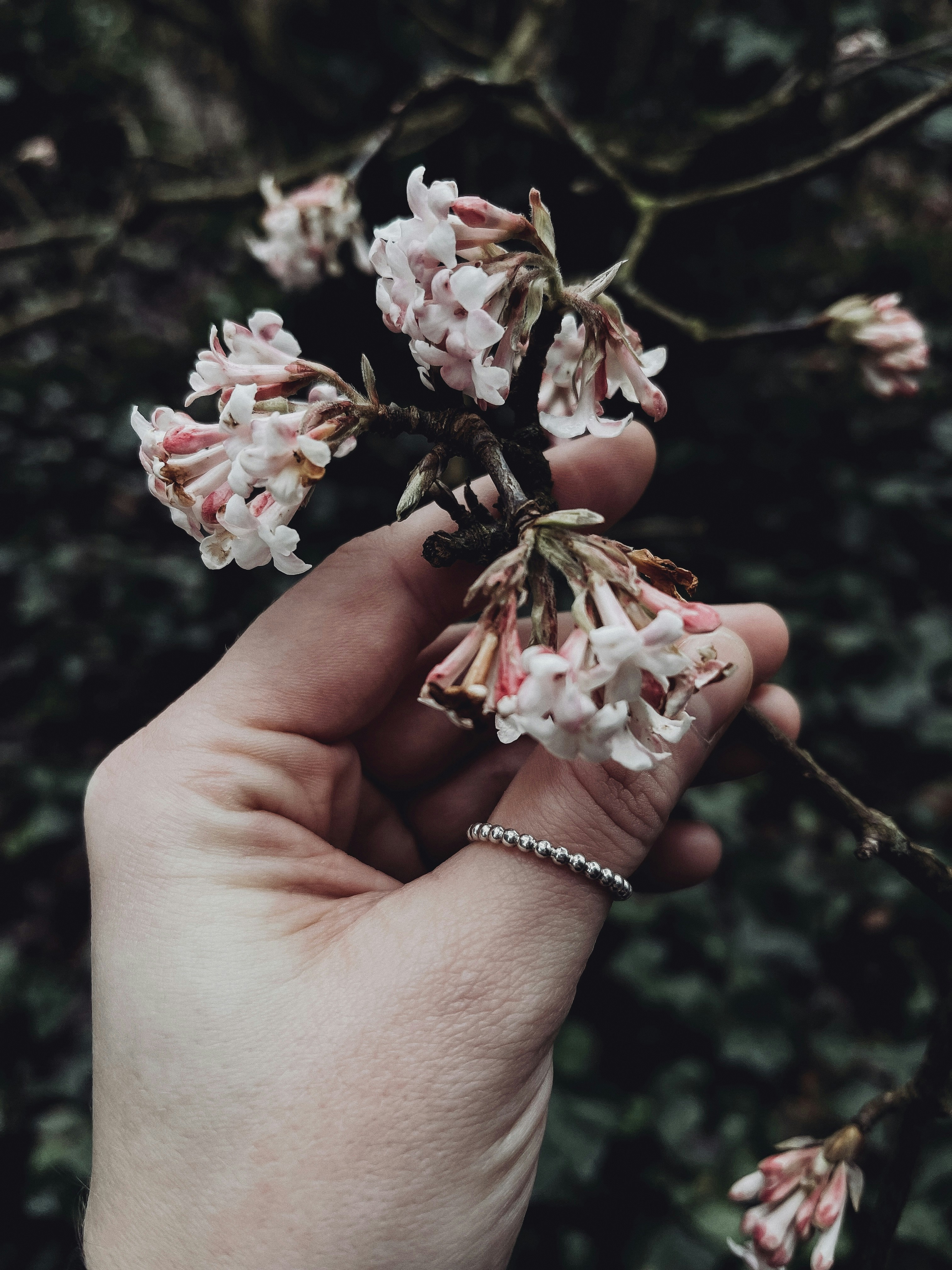vintage floral wallpaper, wallpaper, Victorian Throw Pillows: Adding Luxury to Small Kitchens 3