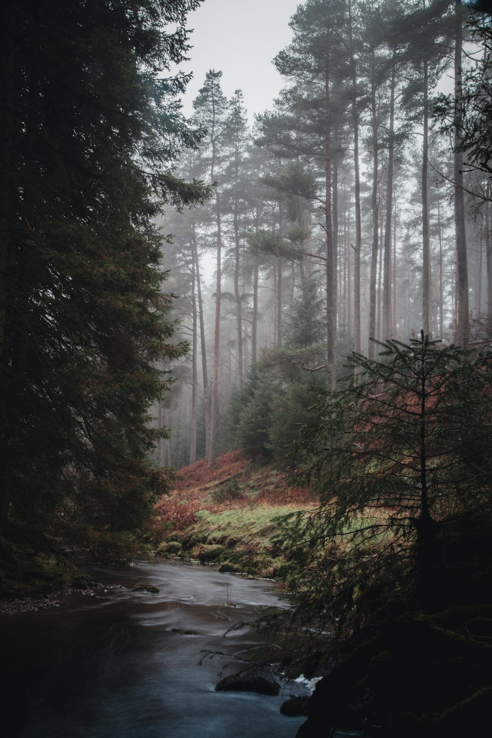 a stream running through a forest filled with trees