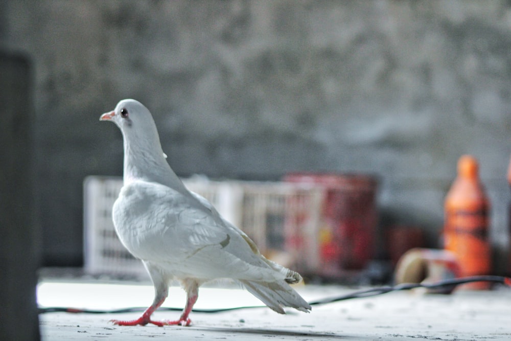 a white bird is standing on the ground