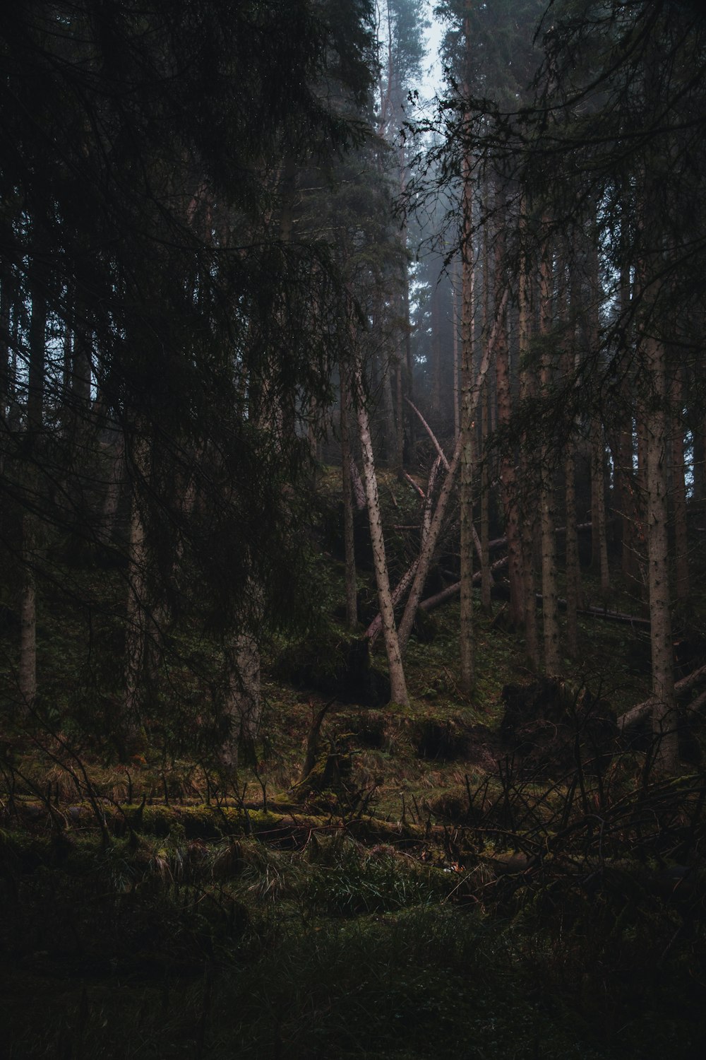 a forest filled with lots of tall trees