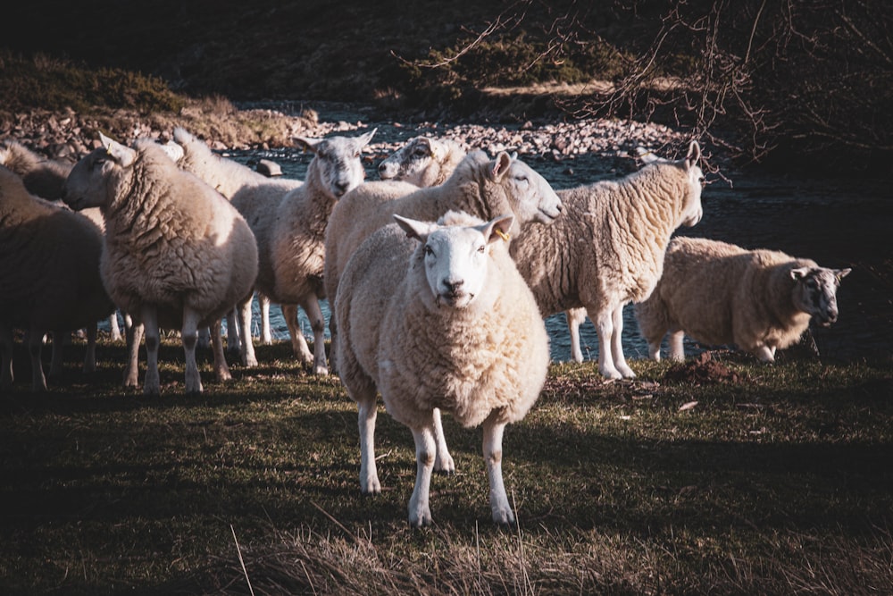 a herd of sheep standing on top of a grass covered field