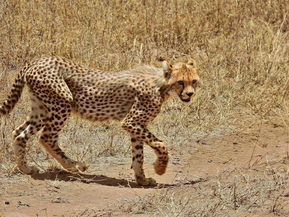 a cheetah walking across a dry grass covered field