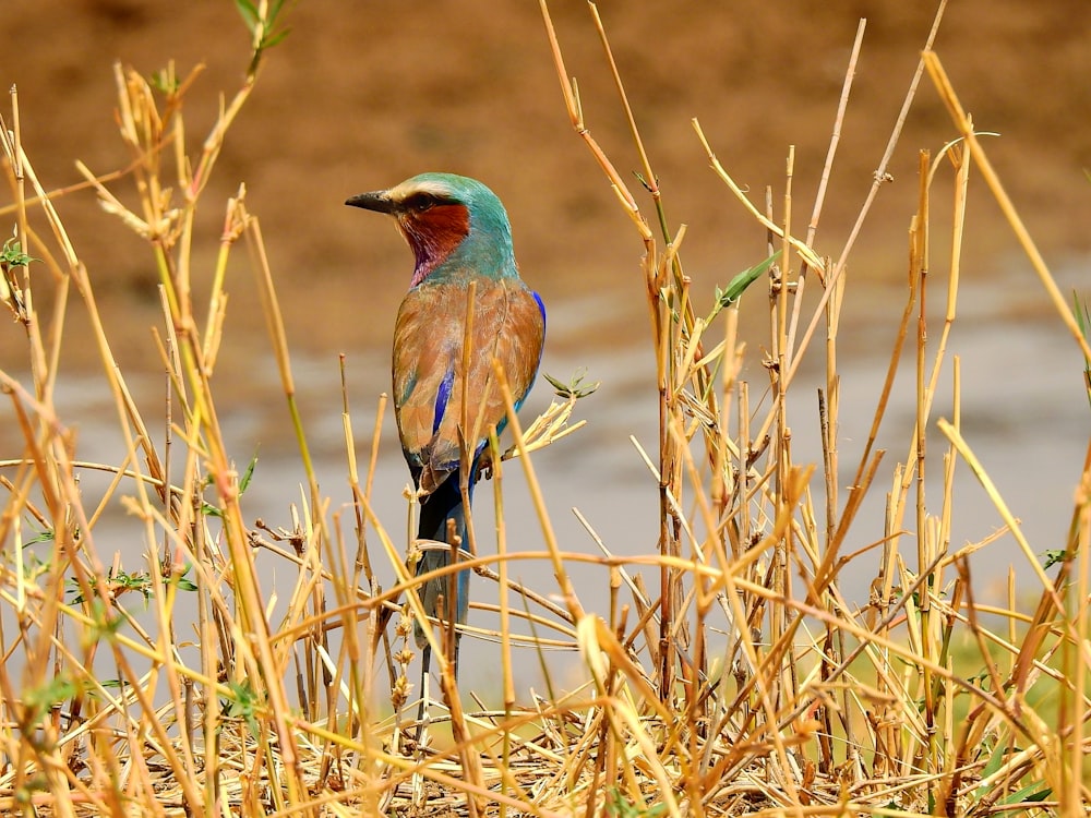 um pássaro colorido sentado em cima de um campo de grama seca
