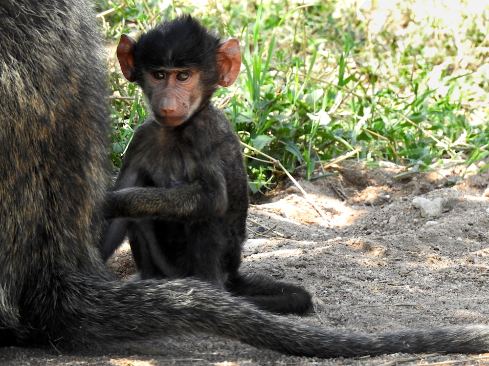 a small monkey sitting on the ground next to a larger monkey